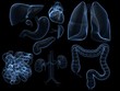darstellung menschlicher organe