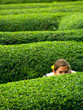 A girl with a flower in her hair, hiding in a maze A girl with a flower in her hair, hiding in a maze
