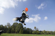 Border collie playing with frisbee