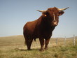 Taureau.