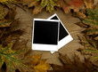 Blank polaroid frames over autumn background