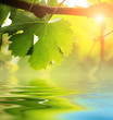 Grapevine leaf over water, close-up. Grapevine leaf over water, close-up.