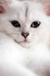 Foto: White cat face portrait, close-up. White cat face portrait, close-up.