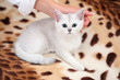 Foto: White cat on leopard rug White cat on leopard rug