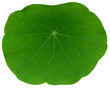 XXL Leaf of nasturtium XXL Leaf of nasturtium