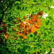 branche de feuille verte et marron