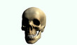 skeleton head