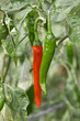 peperoni