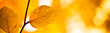 banner serie - green nature background with tree branch
