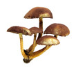 Sulphur tuft Hypholoma fasciculare poisonous mushroom
