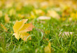 Autumn: leaves on green grass