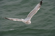 Möwe im Flug
