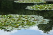 Seerosenteppich