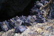 bats