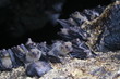 bats