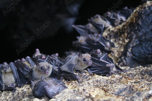 Photo: bats bats