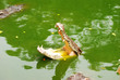 Crocodile