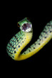 Spotted bush snake (Philothamnus semivariegatus), South Africa Spotted bush snake (Philothamnus semivariegatus), South Africa