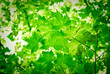 feuilles vertes de printemps