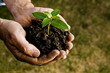Farmer hand holding a fresh young plant Farmer hand holding a fresh young plant