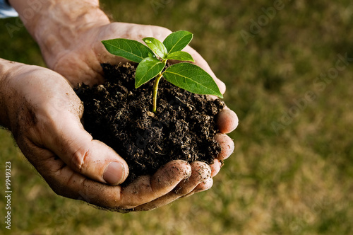 Photo: Farmer hand holding a fresh young plant Farmer hand holding a fresh young plant