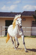 dressage d'un lusitanien dressage d'un lusitanien