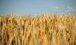 Golden harvest