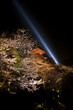 kyoto sakura