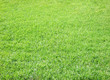 green grass great as a background