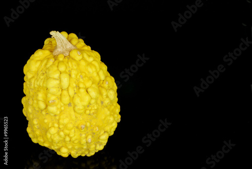 zucca zucca
