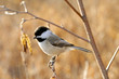 Photo: Black-capped chickadee perching on a twig in fall Black-capped chickadee perching on a twig in fall