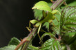 phyllium