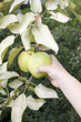 Niño cogiendo una manzana directamente de un arbol Niño cogiendo una manzana directamente de un arbol