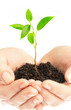 Human hands hold and preserve a young plant