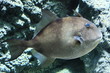 PEZ EN ACUARIO DE ZARAGOZA