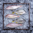 Tray of Fish