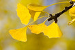 Ginko à l'automne