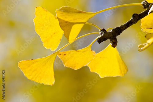 Ginko à l'automne