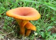 fungo dell'olivo