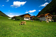 Kühe beim Bauernhof