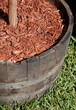 Potted Tree in Whiskey Barrel Potted Tree in Whiskey Barrel