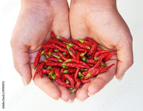 Photo: Harvest of chili peppers Harvest of chili peppers