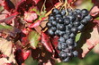 vin, rouge, raisin, alcool, vigne,grappe,rouge,blanc, vin, rouge, raisin, alcool, vigne,grappe,rouge,blanc,