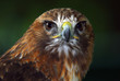 Red-tailed hawk