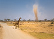 giraffe and sandstorm in amboseli national park, kenya giraffe and sandstorm in amboseli national park, kenya