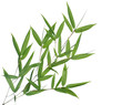 Branch of bamboo-leaves isolated on a white background. Branch of bamboo-leaves isolated on a white background.