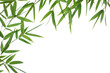 border bamboo-leaves isolated on a white background. border bamboo-leaves isolated on a white background.