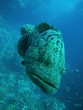 potato grouper 1