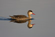 Red-billed Teal in shallow water