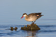 Red-billed Teal in shallow water